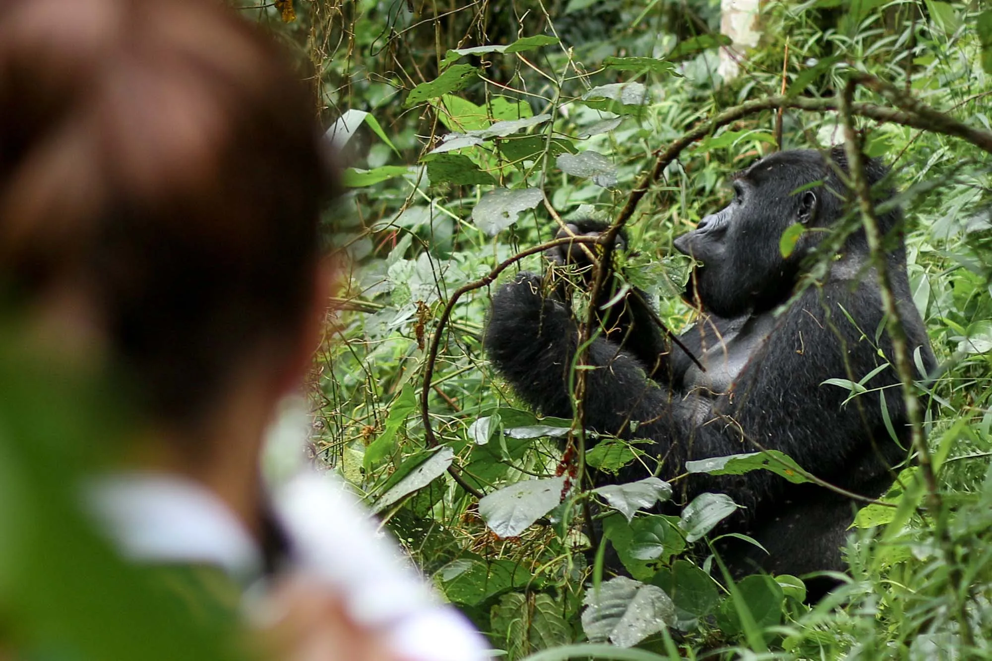 Uganda