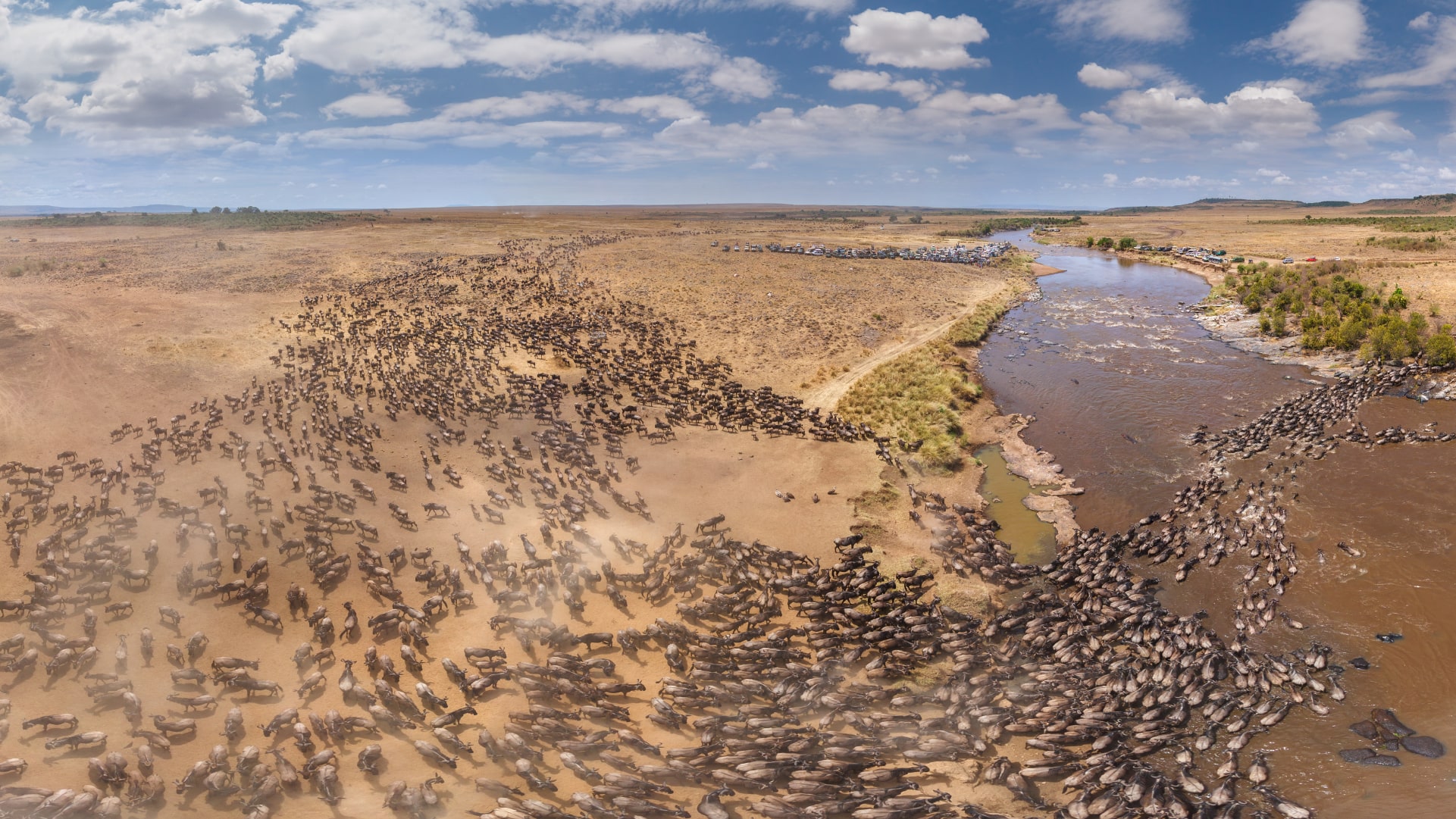 Wildebeest migration