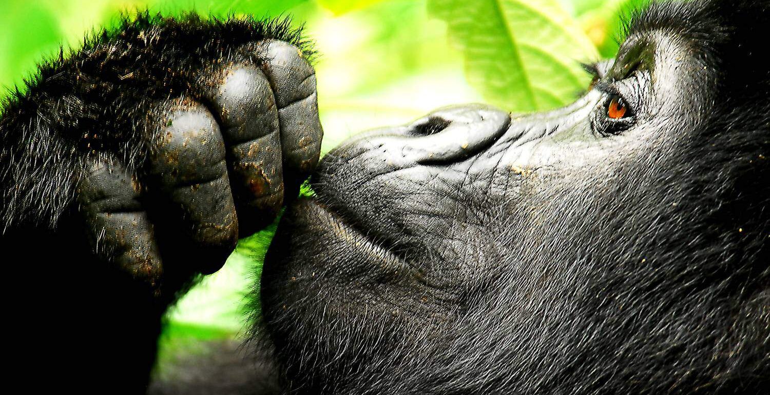 3-Day Gorilla Trekking & Batwa Experience