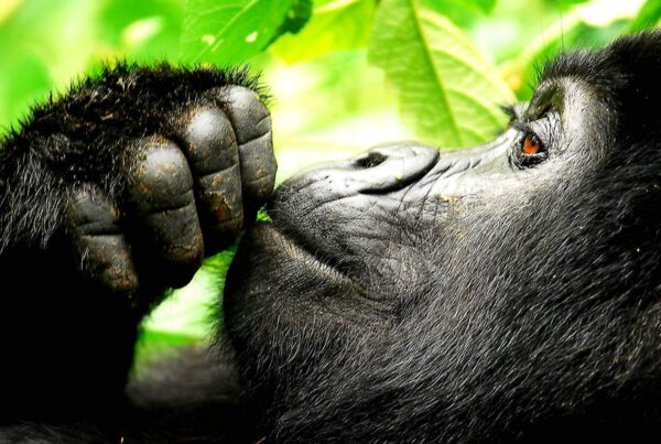 3-Day Gorilla Trekking & Batwa Experience