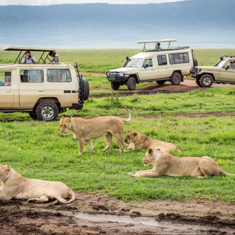 3-Day Masai Mara National Reserve Safari