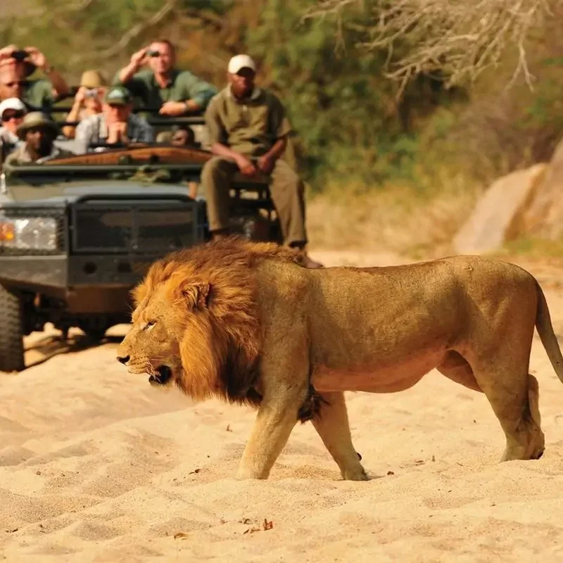 4-Day Private Kruger Park Safari