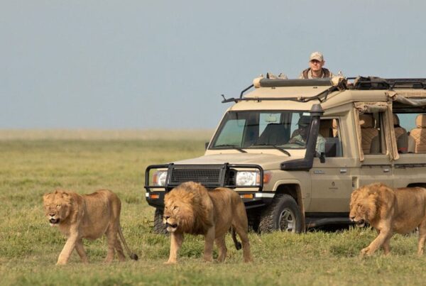 4-Day Tarangire, Serengeti & Ngorongoro Lodge Safari Tour