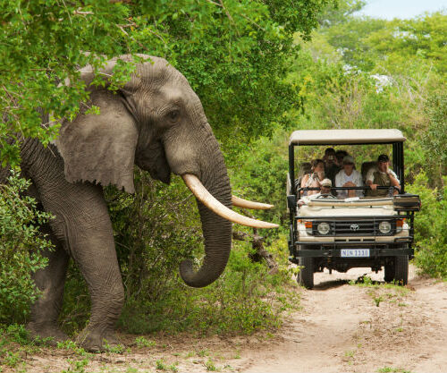 5 Best Family-friendly Safaris in South Africa