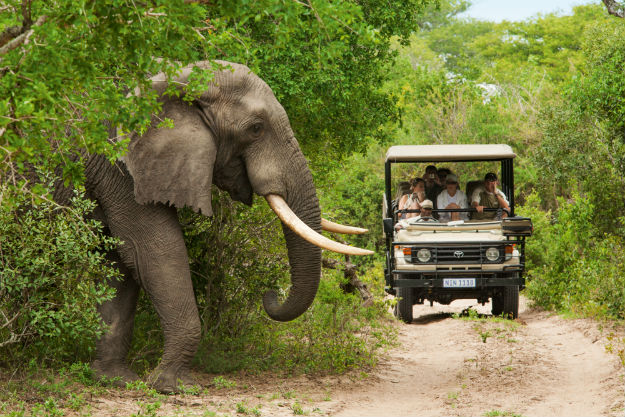 5 Best Family-friendly Safaris in South Africa