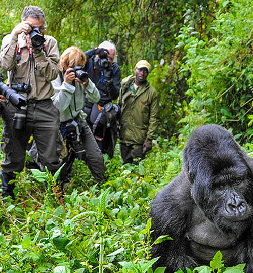 5 Best Places To See Gorillas in Africa