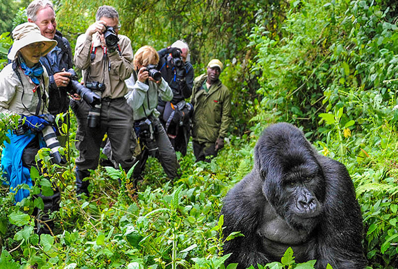 5 Best Places To See Gorillas in Africa