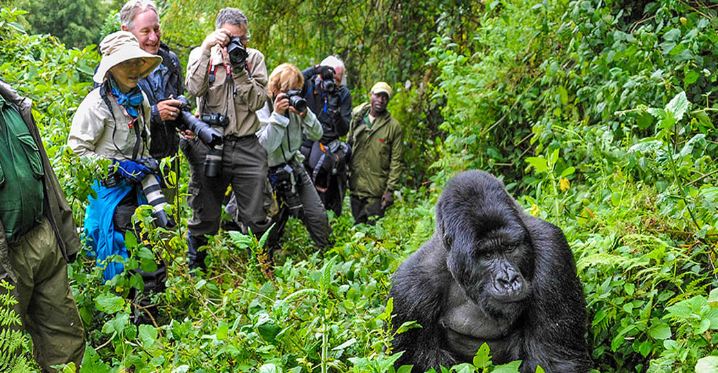 5 Best Places To See Gorillas in Africa