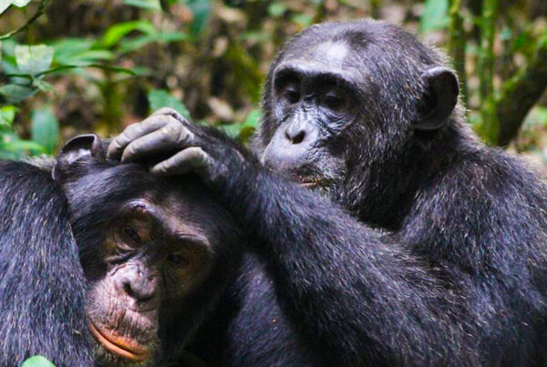 5-Day Gorillas, Chimps, Wildlife, Overland Safari