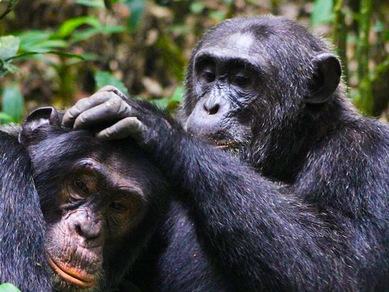 5-Day Gorillas, Chimps, Wildlife, Overland Safari