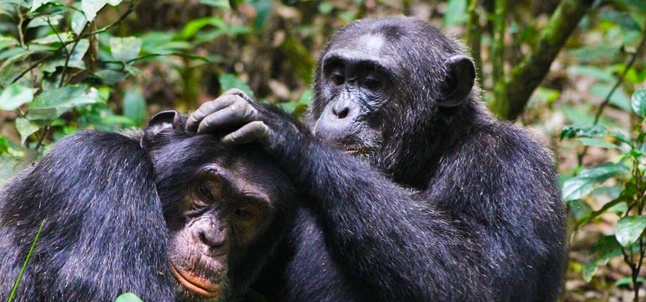 5-Day Gorillas, Chimps, Wildlife, Overland Safari