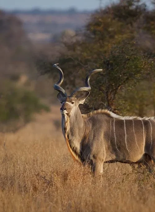5 Fabulous Facts of the Greater Kudu (Tragelaphus Strepsiceros)
