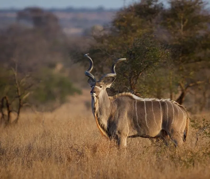5 Fabulous Facts of the Greater Kudu (Tragelaphus Strepsiceros)