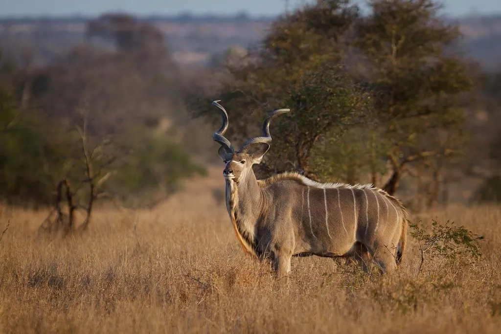 5 Fabulous Facts of the Greater Kudu (Tragelaphus Strepsiceros)