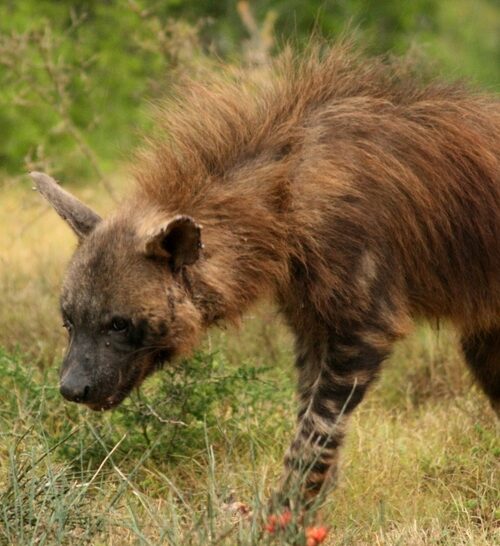 5 Fascinating Facts About Brown Hyena