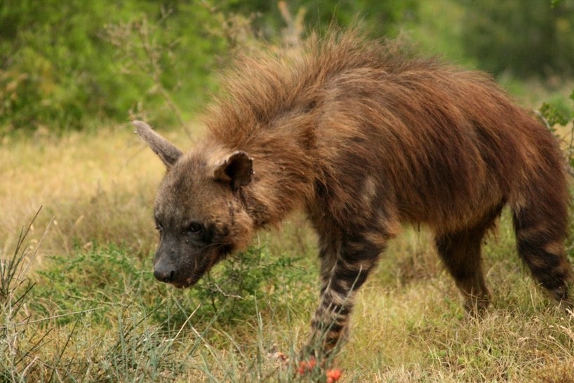 5 Fascinating Facts About Brown Hyena