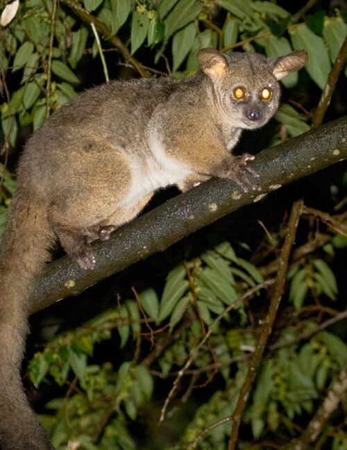 5 Fascinating Facts About Bushbabies