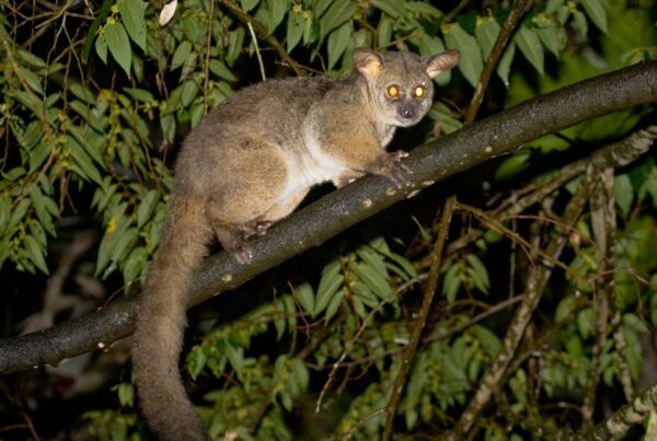 5 Fascinating Facts About Bushbabies