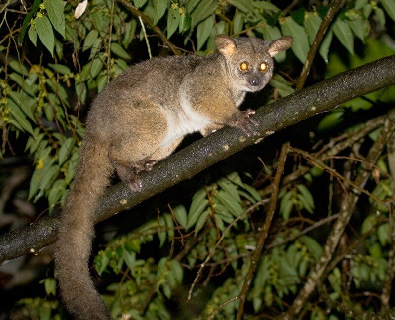 5 Fascinating Facts About Bushbabies