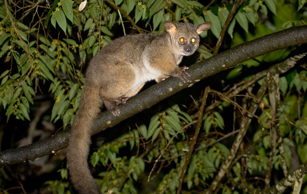 5 Fascinating Facts About Bushbabies