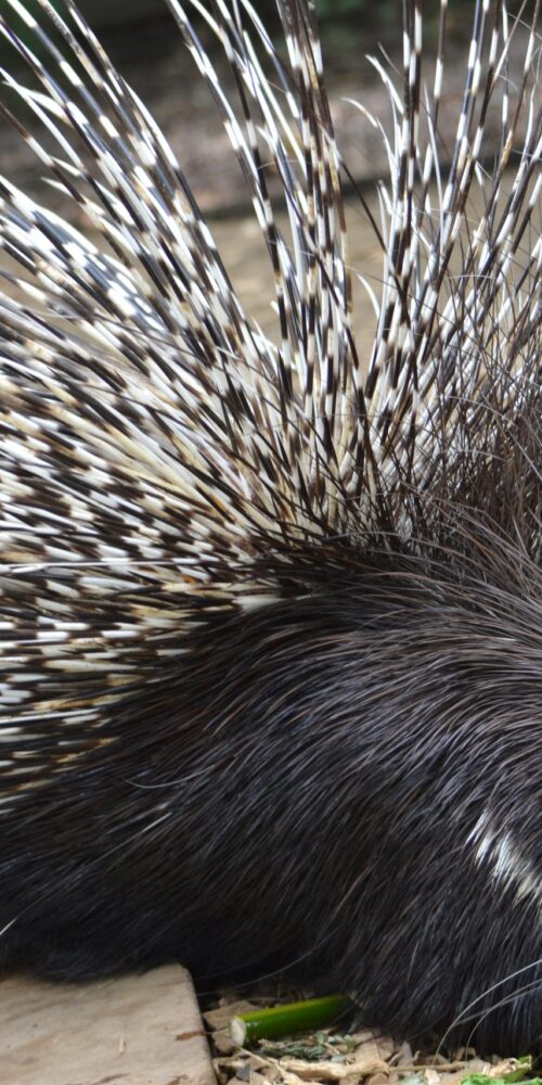 5 Fascinating Facts About Cape Porcupine