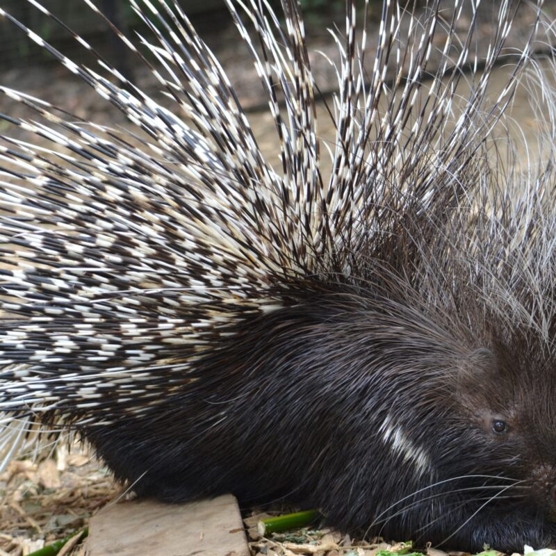 5 Fascinating Facts About Cape Porcupine