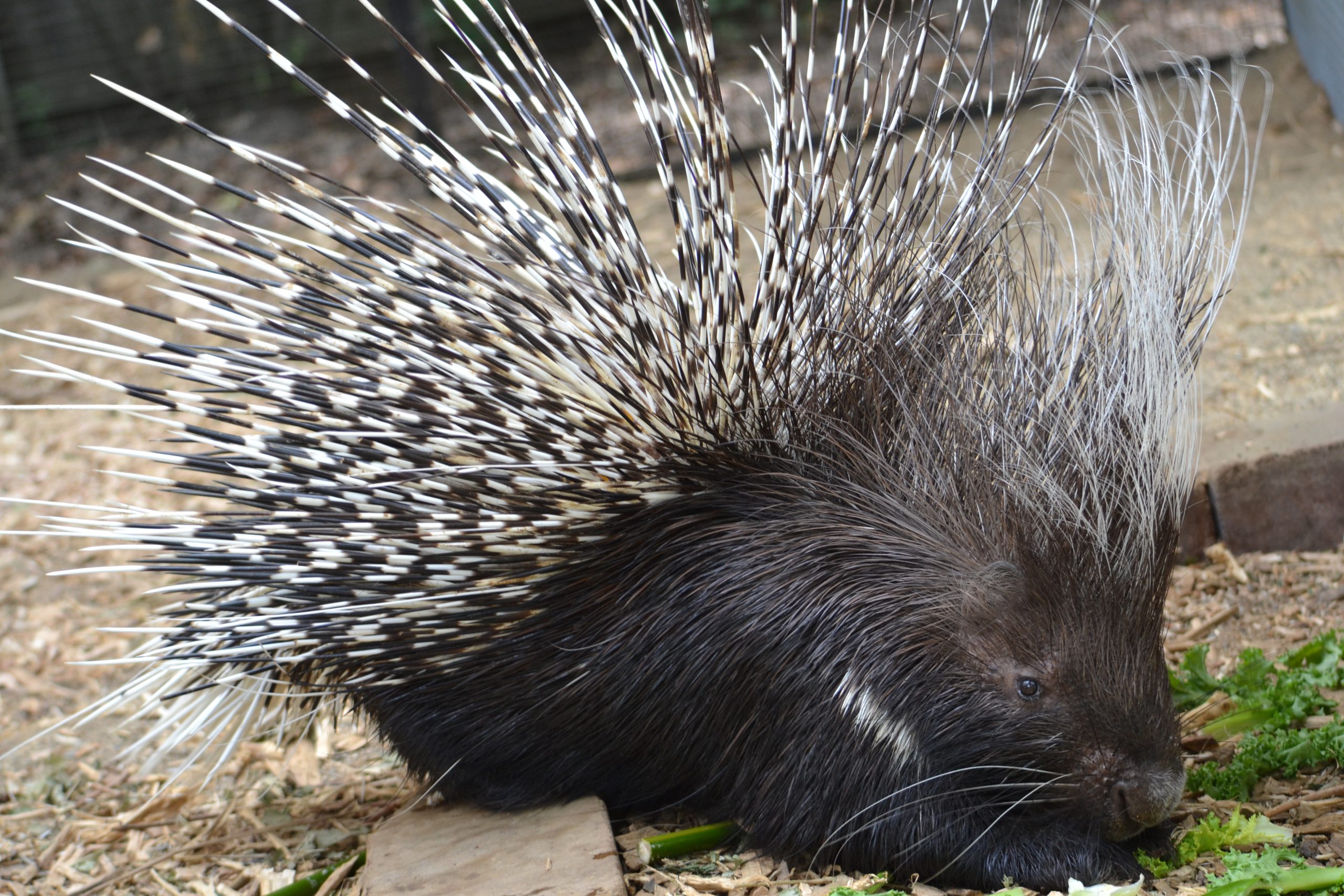 5 Fascinating Facts About Cape Porcupine