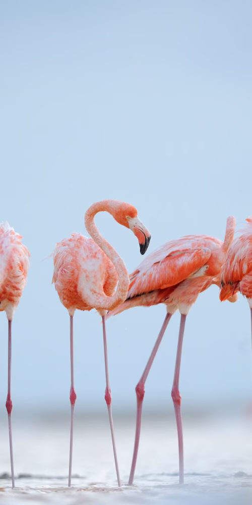 5 Fascinating Facts About Flamingos (Phoenicopteridae)