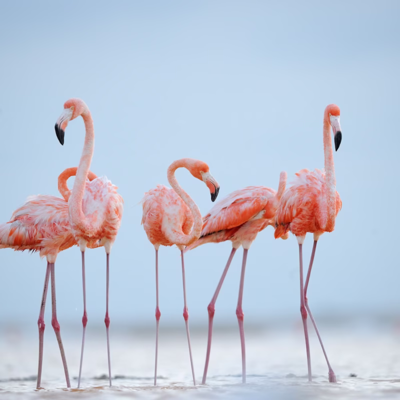 5 Fascinating Facts About Flamingos (Phoenicopteridae)