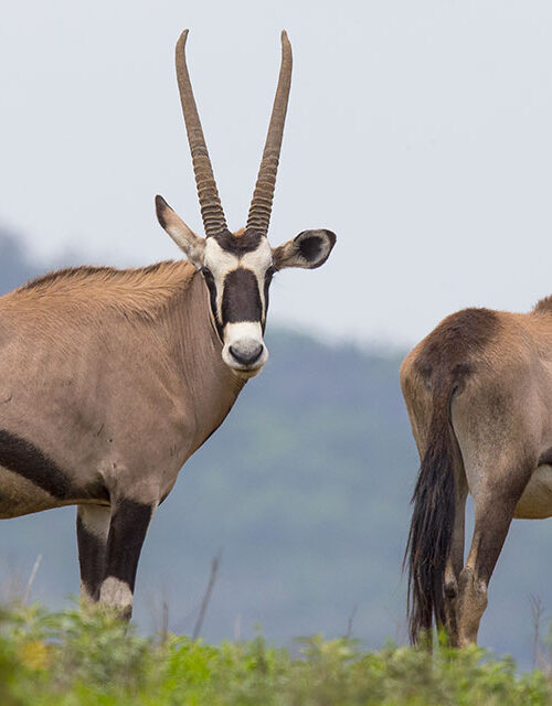 5 Fascinating Facts About Gemsbok (Oryx Gazella)