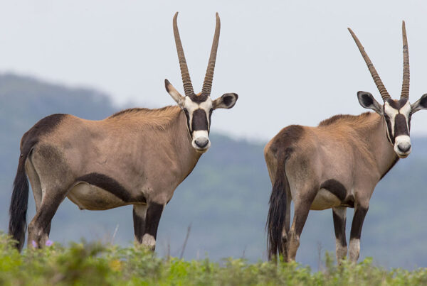 5 Fascinating Facts About Gemsbok (Oryx Gazella)