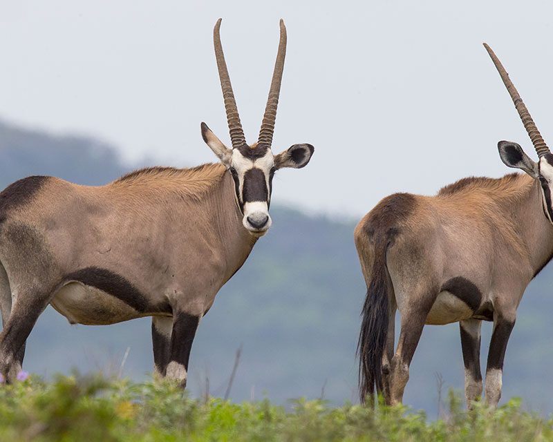 5 Fascinating Facts About Gemsbok (Oryx Gazella)