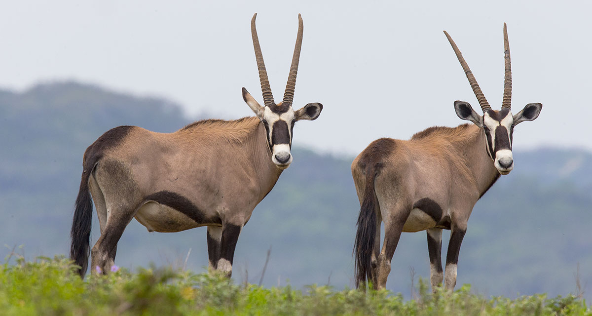 5 Fascinating Facts About Gemsbok (Oryx Gazella)