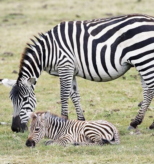 5 Fascinating Facts About Plains Zebra