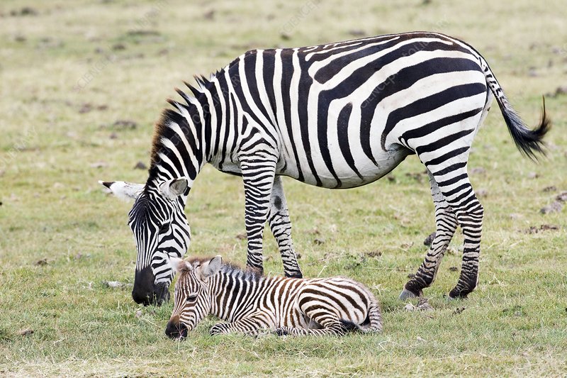 5 Fascinating Facts About Plains Zebra