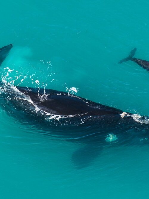 5 Fascinating Facts About Southern Right Whale