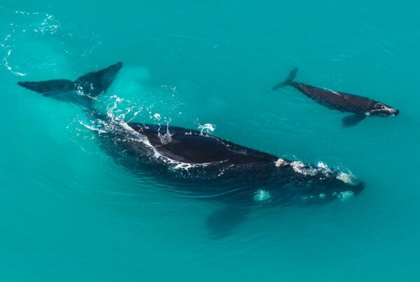 5 Fascinating Facts About Southern Right Whale
