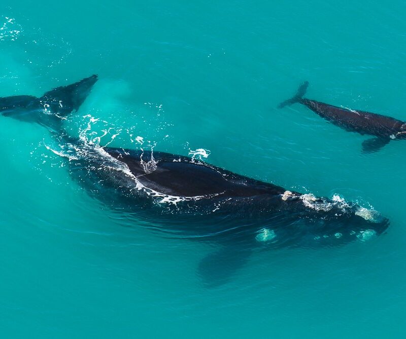 5 Fascinating Facts About Southern Right Whale