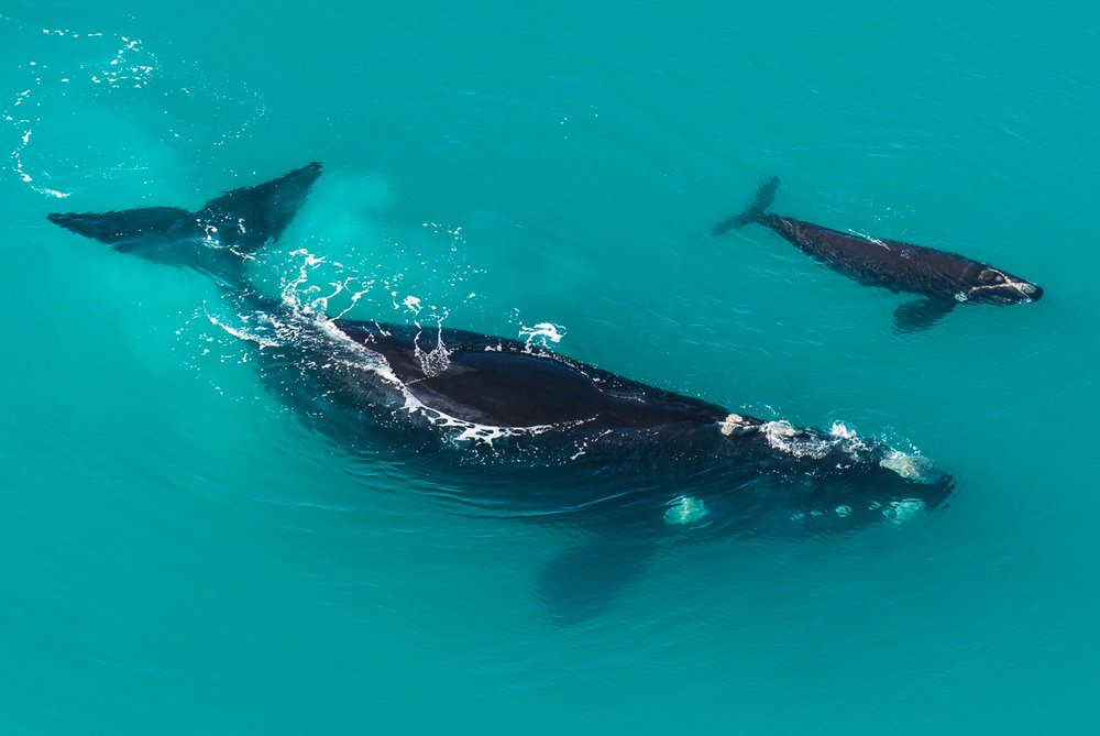 5 Fascinating Facts About Southern Right Whale