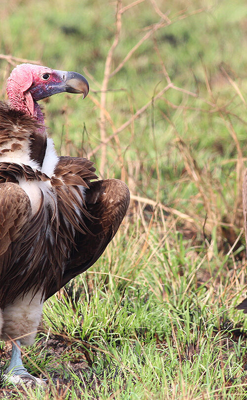 5 Fascinating Facts About Vultures