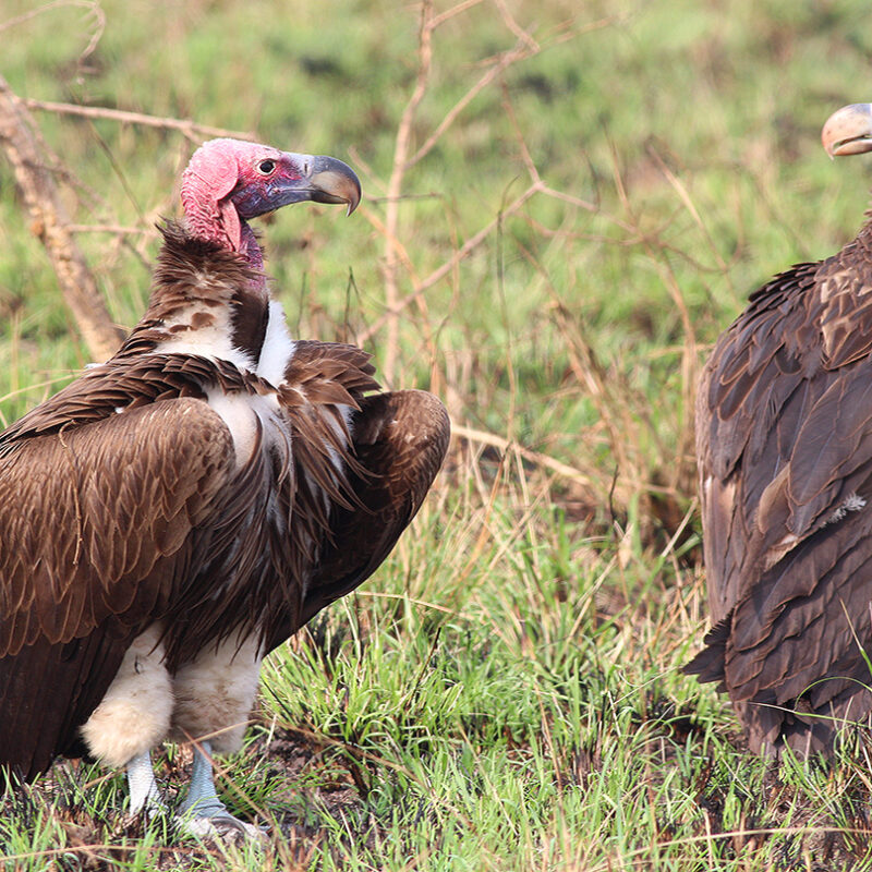 5 Fascinating Facts About Vultures