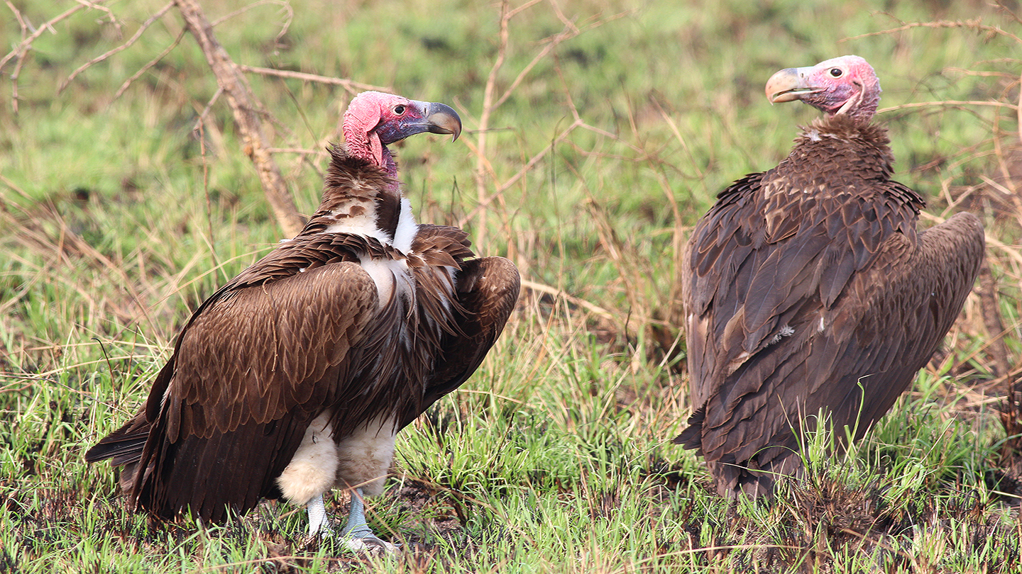 5 Fascinating Facts About Vultures