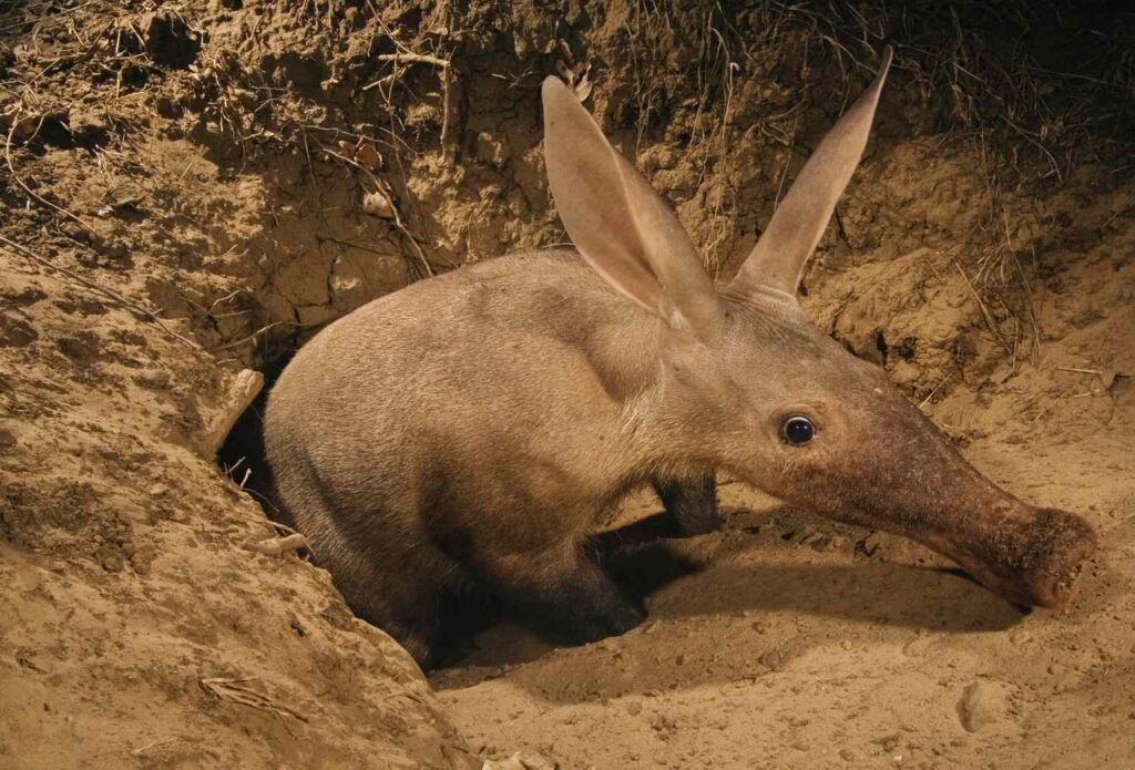 5 Fascinating Facts About the Aardvark