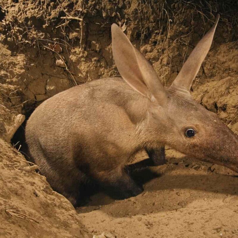 5 Fascinating Facts About the Aardvark