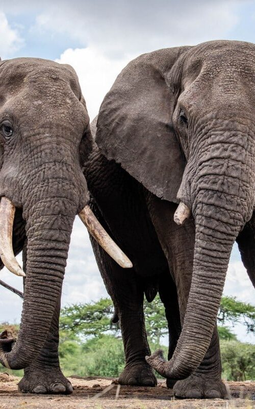 5 Fascinating Facts About the African Elephant