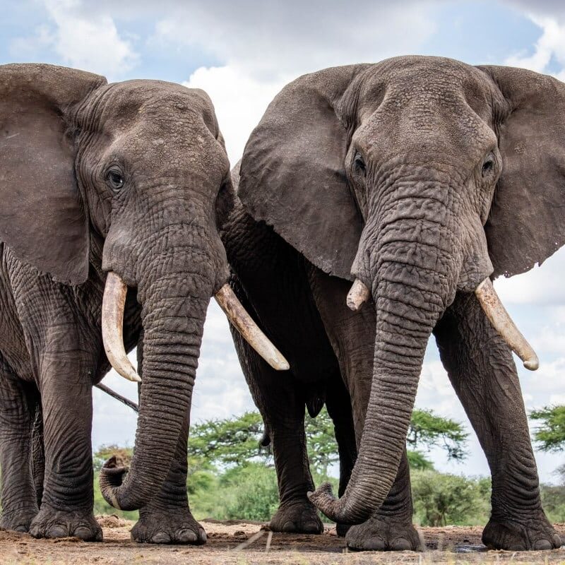 5 Fascinating Facts About the African Elephant