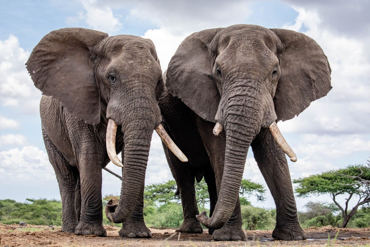 5 Fascinating Facts About the African Elephant