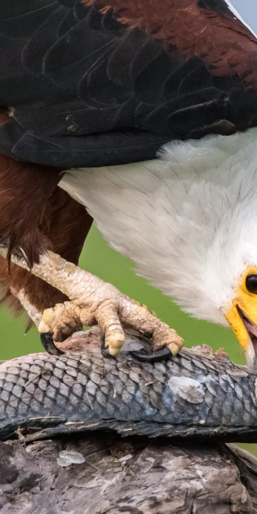 5 Fascinating Facts About the African Fish Eagle