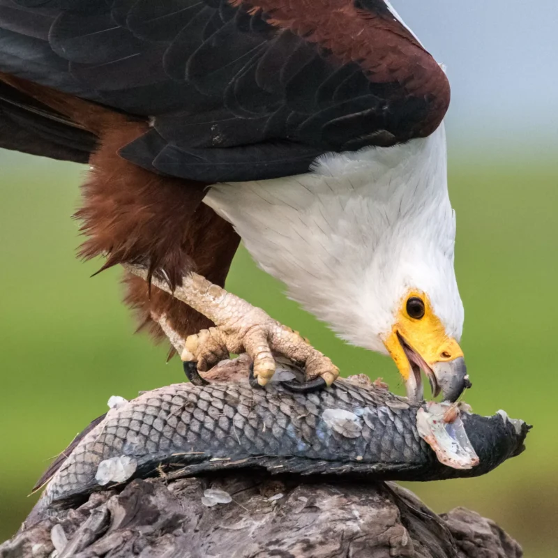 5 Fascinating Facts About the African Fish Eagle