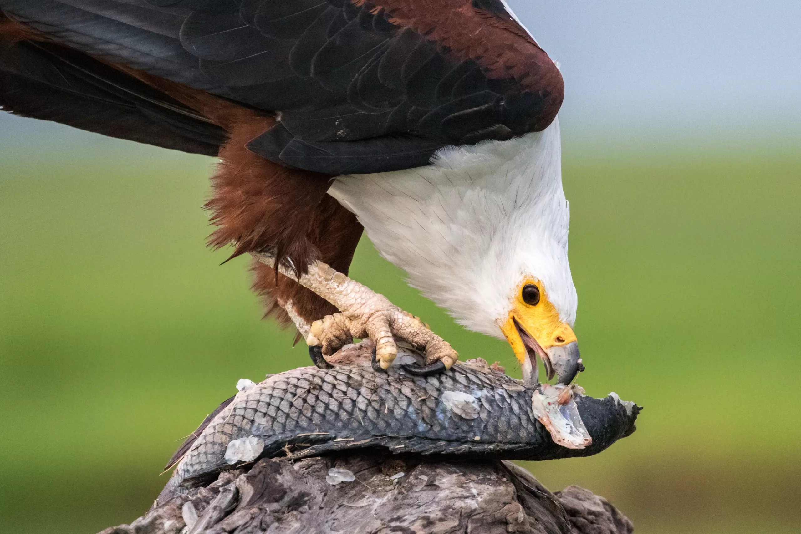 5 Fascinating Facts About the African Fish Eagle